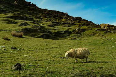 Bir İskoç Kara Yüz koyun sürüsü, Ewes Skye Adası 'nın batı kıyısında tek bir patika yolu üzerinde. İskoçya İngiltere. Tipik İskoç adası sahnesi. Yatay, Peyzaj