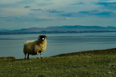 Bir İskoç Kara Yüz koyun sürüsü, Ewes Skye Adası 'nın batı kıyısında tek bir patika yolu üzerinde. İskoçya İngiltere. Tipik İskoç adası sahnesi. Yatay, Peyzaj