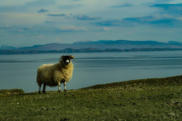 Una Bandada Ovejas Blackface Escocesas Ewes Una Sola Carretera Pista — Foto de Stock