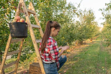 Güzel kız, sırtı kameraya dönük, elma bahçesindeki merdivenlere yaslanmış, sonbahar hasadı