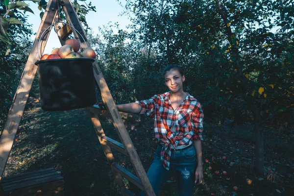 Beautiful young girl, in a red plaid shirt, and jeans, leaned on a ladder with a bucket, autumn harvest, apples,