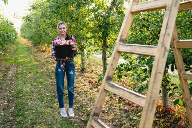 Bahçedeki kırmızı tişörtlü tatlı kız, hasattan sonra elmalarını elinde tutuyor.