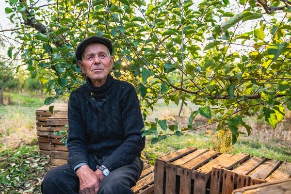 Старый дед, с проницательным взглядом, смотрит вдаль, сидит на деревянных коробках в своем саду, после сбора урожая — стоковое фото