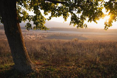İnanılmaz bir resim, arka planda renkli ormanlar ve günbatımı olan sonbahar otlaklarının arasında büyük bir ağaç.