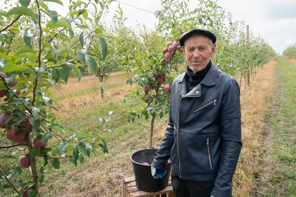Старик садовник в черной кожаной куртке и шляпе стоит среди яблочного сада возле черного ведра, собирает яблоки — стоковое фото