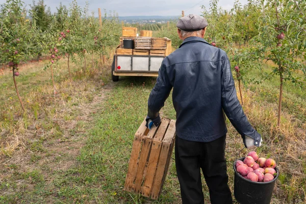 Man gardener in black leather jacket and hat working in his garden, carries in one hand wooden box and in other full bucket of red apples