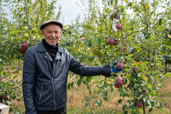Счастливый улыбающийся старик садовник, одетый в черное кожаное пальто и шляпу стоит среди яблоневого сада рядом с деревом и показывает хороший урожай — стоковое фото