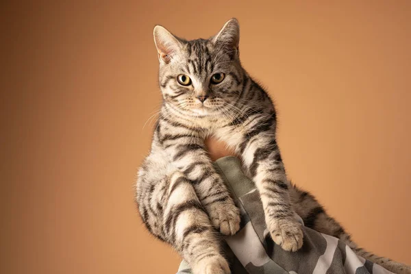 Cute grey striped cat isolated over orange background