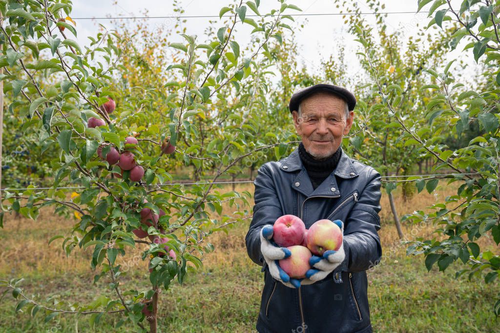 Old man gardener in black leather jacket and hat happy of the good harvest, stands among his garden, holds red apples in hands and looking at the camera