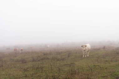İnek sürüsü sisli çayırlarda otladı.