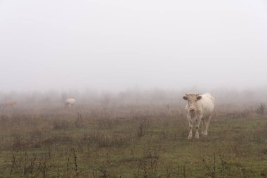İnek sürüsü sisli çayırlarda otladı.
