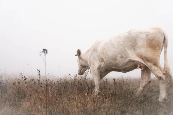 霧の中で牧草地の中を歩く白い牛の写真を閉じます — ストック写真