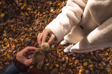 Rengarenk ormanda el ele tutuşan bir çift mantar