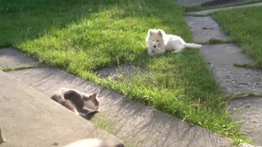 Bahçedeki beton geçitte oturan gri kedi kuyruğunu yalıyor. Arkadaşı yeşil çimenlerde oynayan samoid köpek yavrusu.