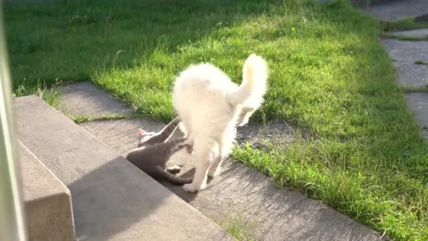 Dwóch małych przyjaciół, siwy kot i biały szczeniak bawią się razem na betonowym chodniku na podwórku. — Wideo stockowe