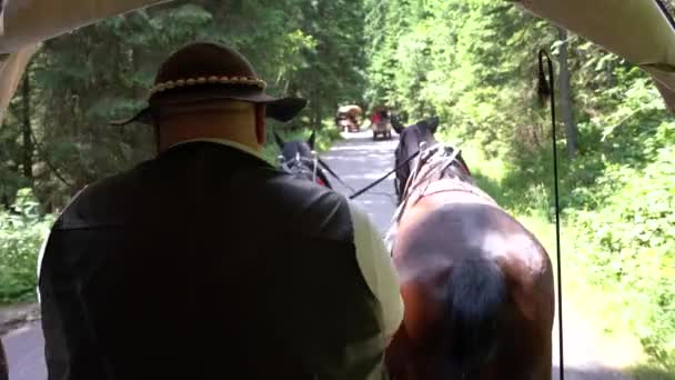 Poland, Poznan, 28.06.2019: A big man wagonar in leather jacket and hat drives a carriage through the forest, drives two horses — Stock Footage Poland, Poznan, 28.06.2019: A big man wagonar in leather jacket and hat drives a carriage through the forest, drives two horses Video Clip