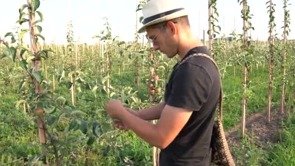 Joven jardinero en camiseta negra y sombrero trabaja en su jardín, comprueba hojas y ramas en manzanos — Vídeo de stock