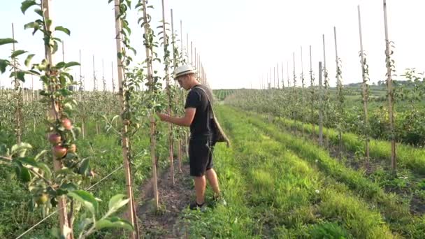 Jeune homme agriculteur en vêtements noirs décontractés et chapeau marche le long de son jardin et vérifier les pommiers — Video