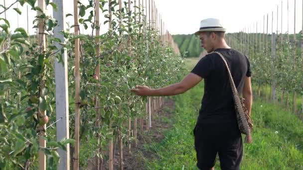 Hombre joven agricultor en ropa y sombrero negro casual camina a lo largo de su jardín y la comprobación de los árboles de manzanas — Vídeo de stock