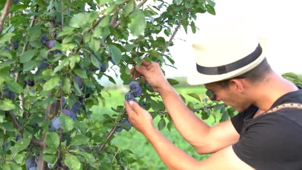 검은 티셔츠를 입고 선글라스를 쓰고 모자를 쓰고 정원에서 일하는 젊은이는 자두가 얼마나 익었는지 확인 합니다. — 비디오