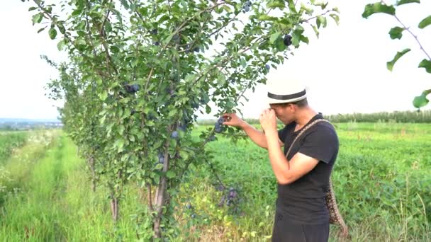 Joven jardinero en camiseta negra, gafas de sol y sombrero trabaja en su jardín, comprueba cuántas ciruelas maduras — Vídeo de stock