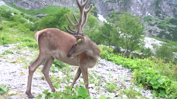 Ciervo joven parado solo entre las hermosas montañas — Vídeos de Stock