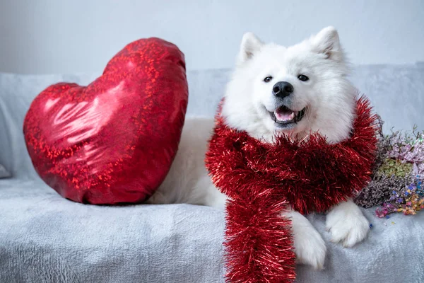 Kırmızı yeni yıla sarılı mutlu samoed köpek. Kanepeye oturup büyük bir kalp, sevgililer günü konsepti.