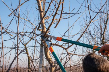 Kıdemli adam baharda, kışın, sonbaharda, bahçeden bahçeye meyve dalları kesiyor.