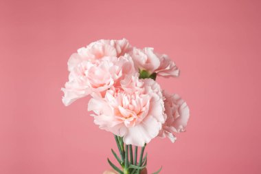 Pembe arka planda izole edilmiş pembe karanfil buketinin yakın plan fotoğrafı.
