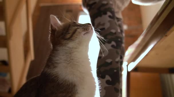 Junge Frau füttert süße Katze beim Kochen in Küche — Stockvideo
