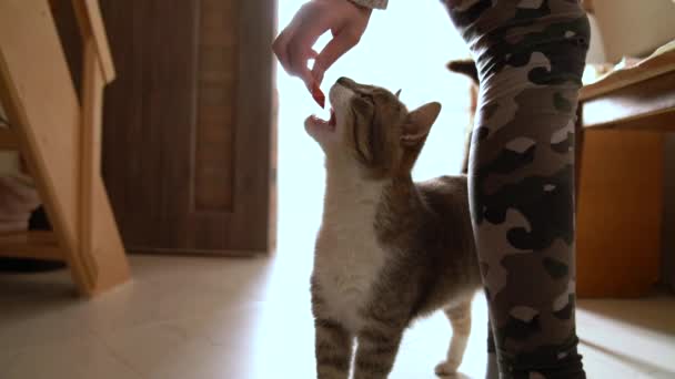 Joven hembra alimentación bastante gris y blanco gato en casa — Vídeo de stock