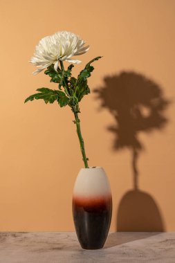 Masada gölgeli vazoda beyaz kasımpatı.