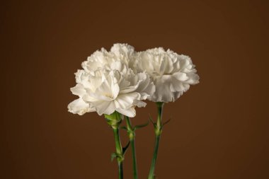 Koyu zeytin üzerine izole edilmiş güzel beyaz karanfil çiçeklerinin görüntüsünü kapat