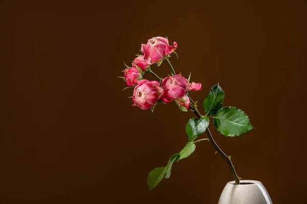 A floribunda egy ága Rose néha R. polyantha-nak hívja egy vázában. — Stock Fotó