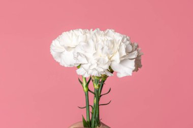 Fuşya pembe arka planda izole edilmiş beyaz karanfil çiçekleri.