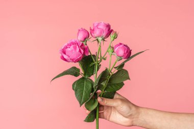 Kadın eli bazen R. polyantha olarak adlandırılan floribunda Rose 'u toz pembe arka planda tutuyor.