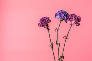 Üç karanfil çiçeği. Menekşe ve şeftali pembesi. Yumuşak pembe arka planda izole edilmiş.