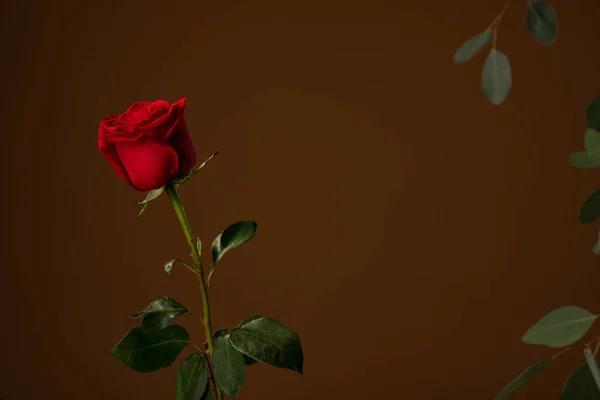 Hermosa rosa roja aislada sobre fondo marrón oscuro con copyspace — Foto de Stock