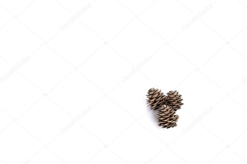 Pine cone isolated on white background for Christmas decorative.