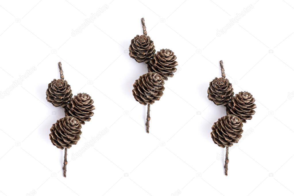 Set of branch with cones of coniferous trees isolated on white