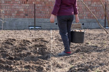 Elinde bir kova patates tutan sıradan bir kadının kesilmiş fotoğrafı.