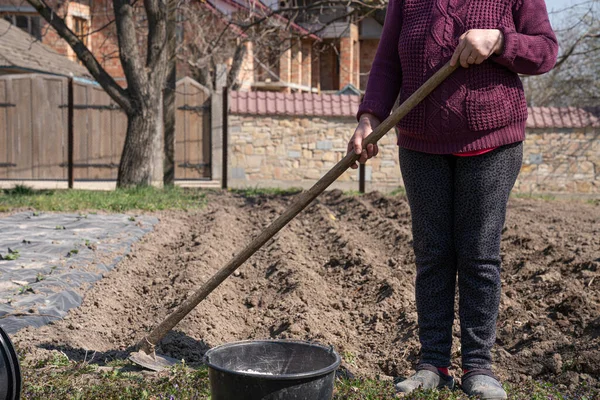 Обрезанное фото женщины, сажающей картошку на заднем дворе. Фермерство и садоводство — стоковое фото