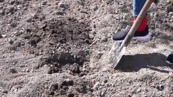 少女はシャベルで土を掘る。接近、園芸の概念 — ストック動画