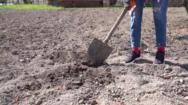 Female in jeans swamping with soil a hole with a shovel, working in the garden — Stock Video