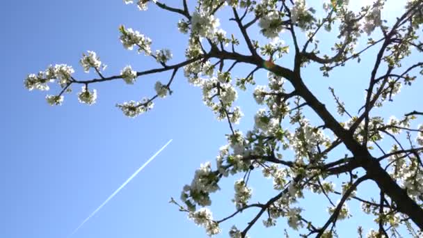 Ramo florescente com flores brancas e céu azul com planície aérea no fundo — Vídeo de Stock