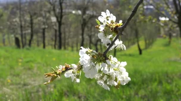 Close-up van een bloeiende brunch, kleine witte bloemen in de tuin — Stockvideo