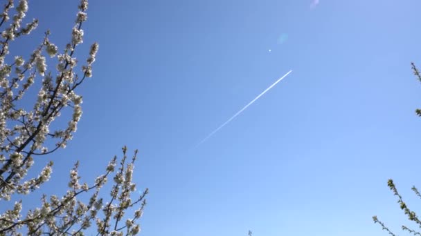 Airplain framför den blå himlen, utsikt från den blommande trädgården — Stockvideo