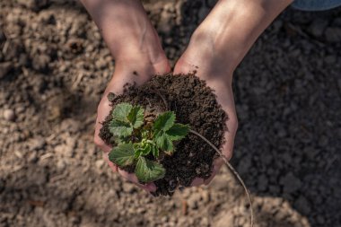 Hasta yapraklı çilek fideleri tutan bir kadının üst görüntüsü.