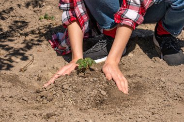 Bahçeye küçük bir bitki eken kadın eller.