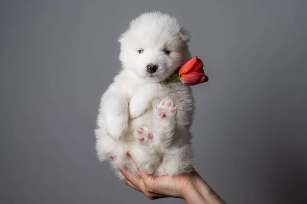 Симпатичный самодовольный щенок держит тюльпан и смотрит в камеру — стоковое фото